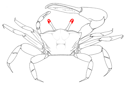 Illustration of the eyes from the dorsal view. Figure modified from Crane (1975).