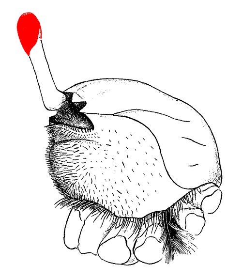Illustration of eyes from a side view. Figure modified from Crane (1975).