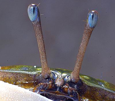 A close-up of the eyestalks and eye from the fiddler crab Uca vocans. The dark vertical band in the center of the eyes is known is the pseudopupil. Original photo by Chris Lukhaup.