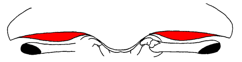 Illustration of eyestalks from the anterior view. Figure modified from Crane (1975).