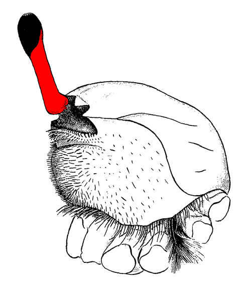 Illustration of eyestalks from a side view. Figure modified from Crane (1975).