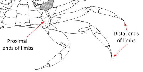 The proximal and distal ends of the walking legs. Figure modified from Crane (1975).