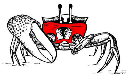 The pterygostomian region, from the anterior view of the crab. Figure modified from Crane (1975).