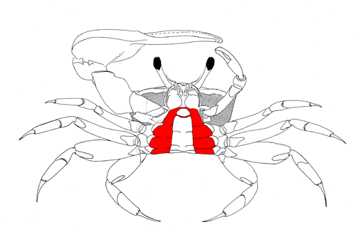 The sternum from a ventral view of the crab. Figured modified from Crane (1975).
