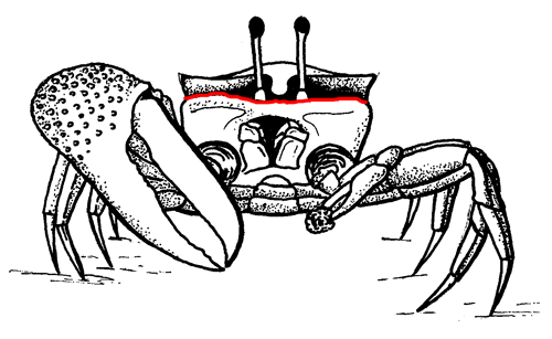 Suborbital margin from the anterior view of the crab. Figure modified from Crane (1975).