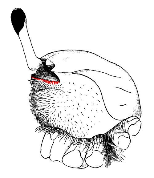 Suborbital margin from the side view of the crab. Figure modified from Crane (1975).
