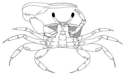 View of the ventral surface of the crab. Figure modified from Crane (1975).