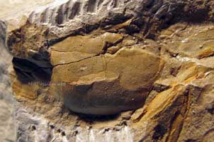 Afruca miocenica thumbnail