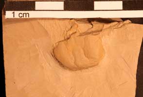 Afruca miocenica thumbnail