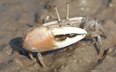 Photo of Tubuca acuta