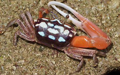 Photo of Austruca annulipes