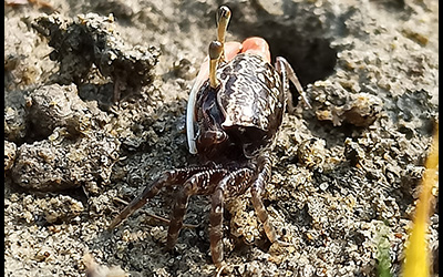 Photo of Austruca annulipes