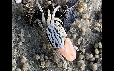 Photo of Austruca annulipes