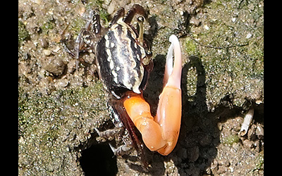 Photo of Austruca annulipes