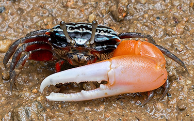 Photo of Austruca annulipes