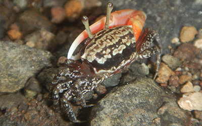 Photo of Austruca annulipes