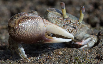 Photo of Leptuca beebei