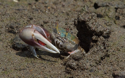 Photo of Leptuca beebei