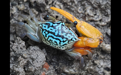 Photo of Austruca bengali