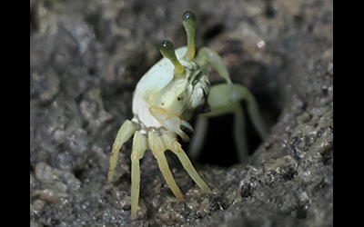 Photo of Austruca bengali