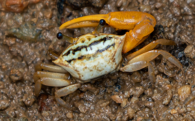 Photo of Austruca bengali