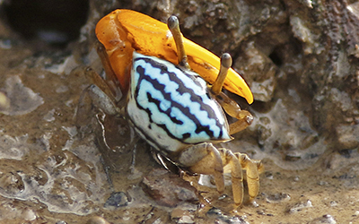 Photo of Austruca bengali