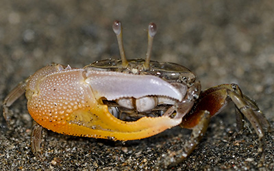 Photo of Gelasimus borealis