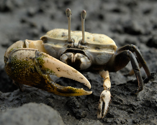 Photo of Gelasimus borealis