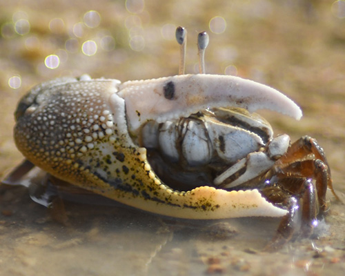 Photo of Gelasimus borealis