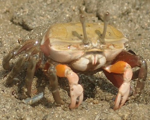 Photo of Gelasimus borealis