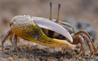 Photo of Gelasimus borealis