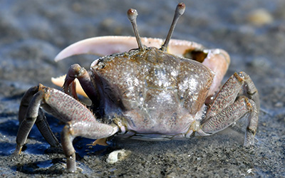 Photo of Gelasimus borealis