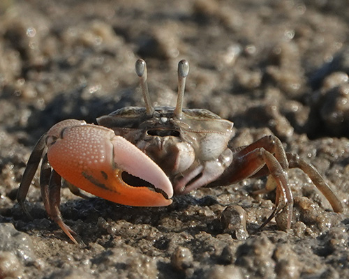 Photo of Gelasimus borealis