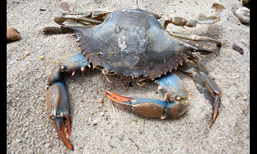 Photo of Callinectes sapidus