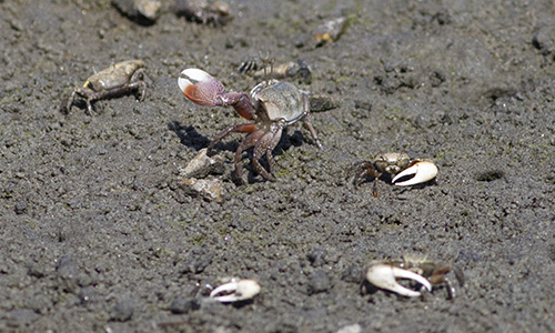 Photo of Uca princeps and Leptuca Crenulata