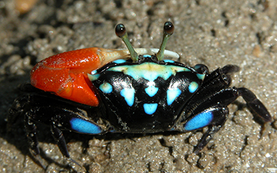 Photo of Tubuca capricornis