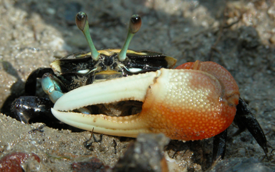 Photo of Tubuca capricornis