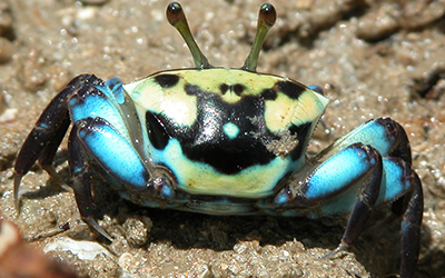 Photo of Tubuca capricornis