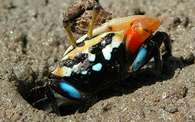 Photo of Tubuca capricornis