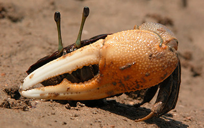 Photo of Tubuca capricornis