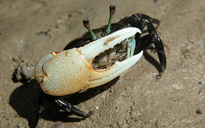 Photo of Tubuca capricornis