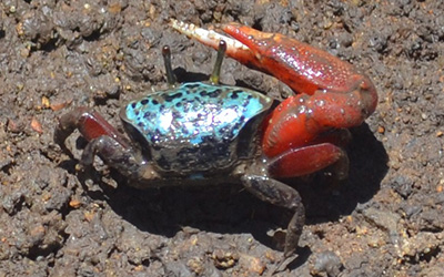 Photo of Paraleptuca chlorophthalmus