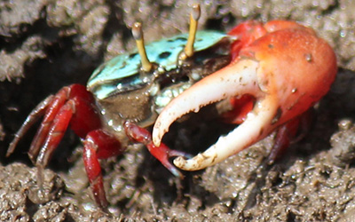 Photo of Paraleptuca chlorophthalmus