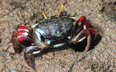 Photo of Paraleptuca chlorophthalmus