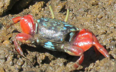 Photo of Paraleptuca chlorophthalmus