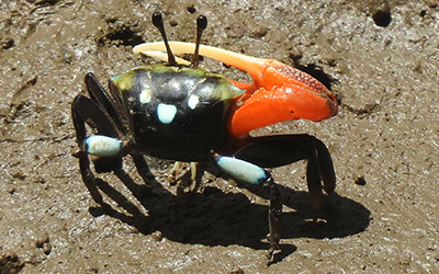 Photo of Tubuca coarctata