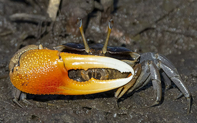 Photo of Tubuca coarctata