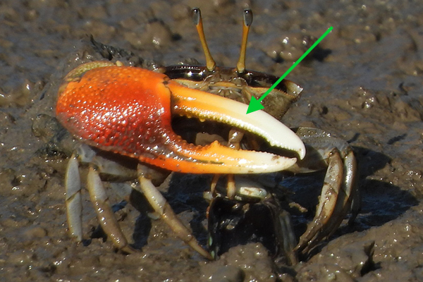 Photo of Tubuca coarctata