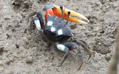 Photo of Tubuca coarctata