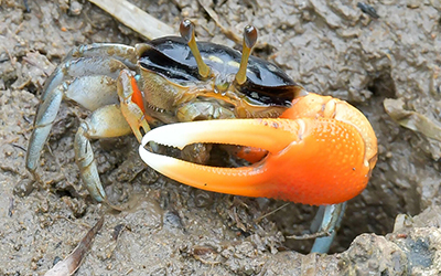 Photo of Tubuca coarctata